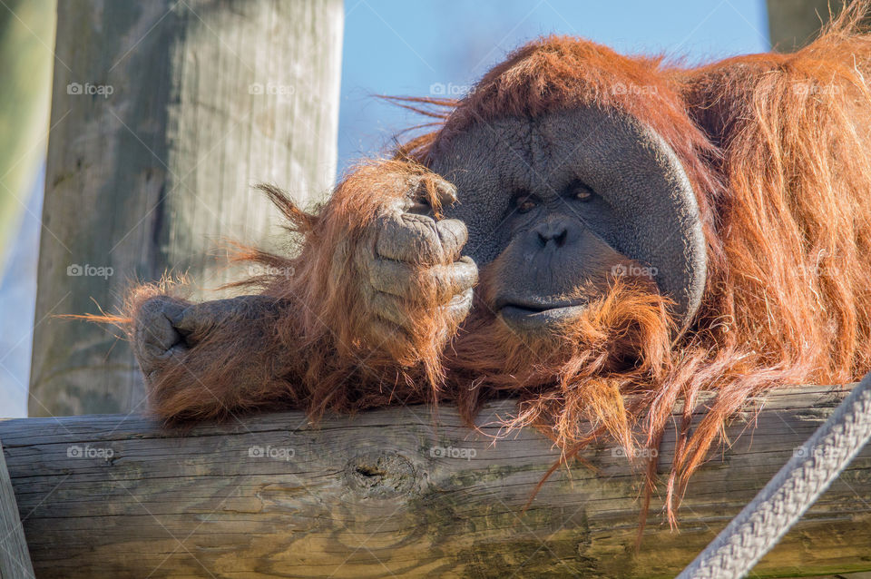 Papa orangutan at the Memphis Zoo. 