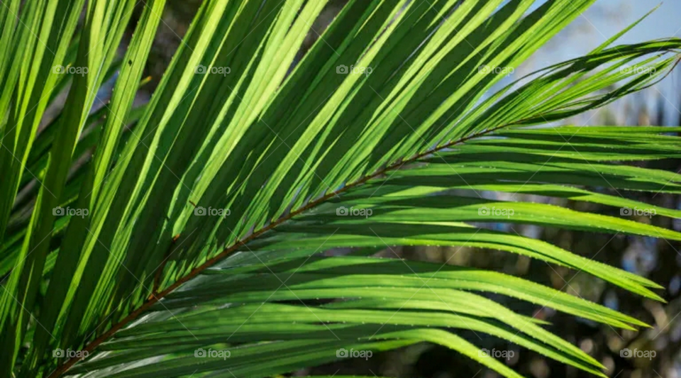 Raphia Farinifera - Inhotim