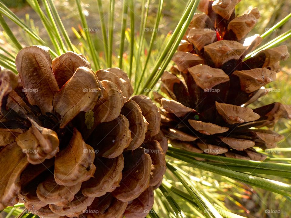 Pinecones on a tree