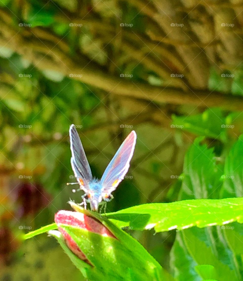 Backyard butterfly stopping by