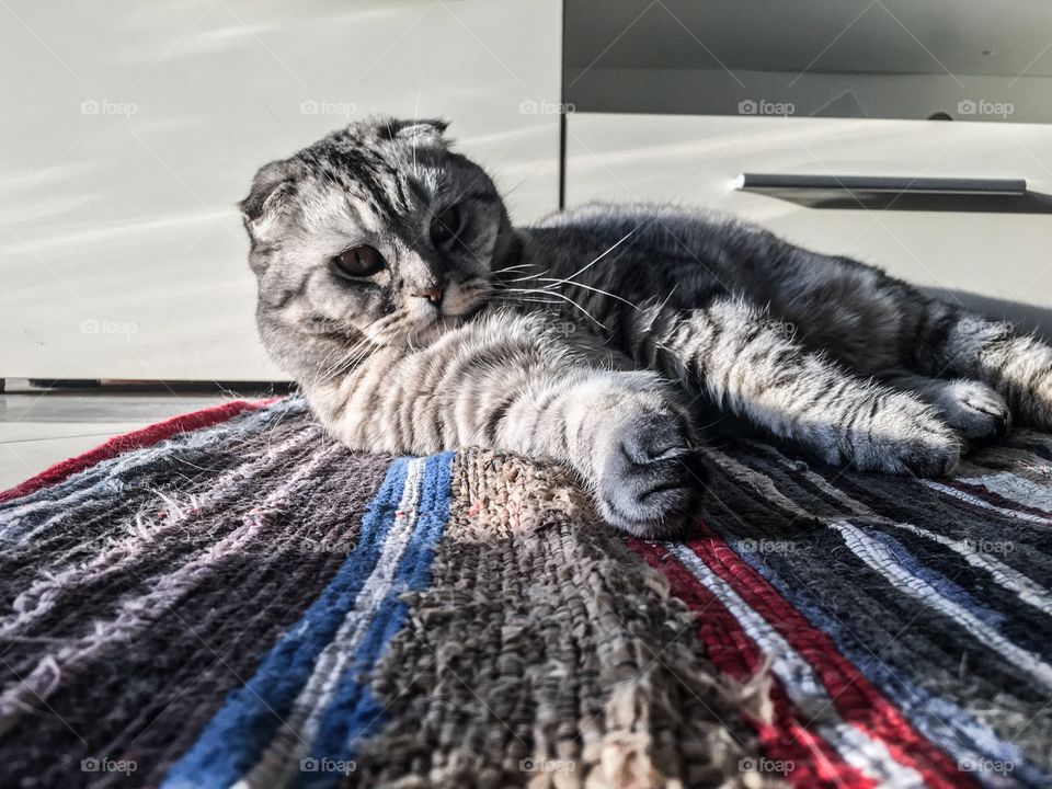 Colors combination of cute Scottish fold lying on the carpet. 