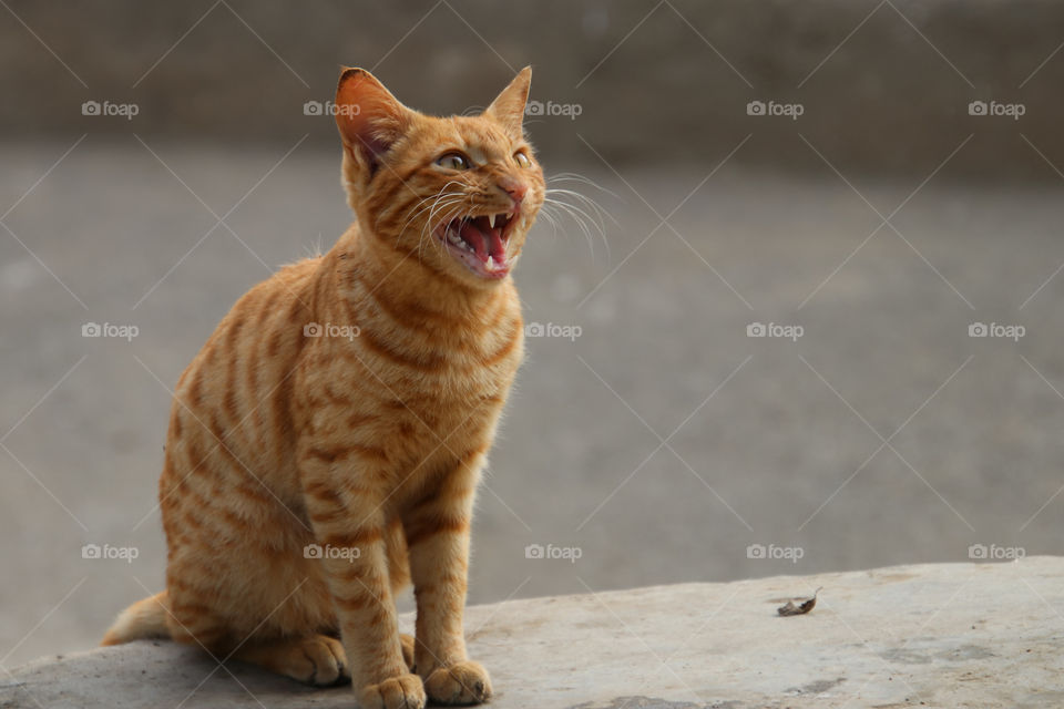 ferocious cat