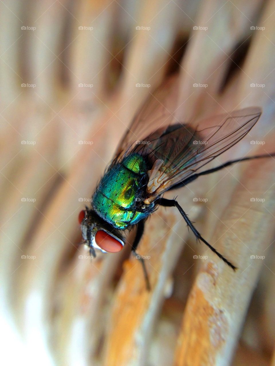 Close-up of housefly