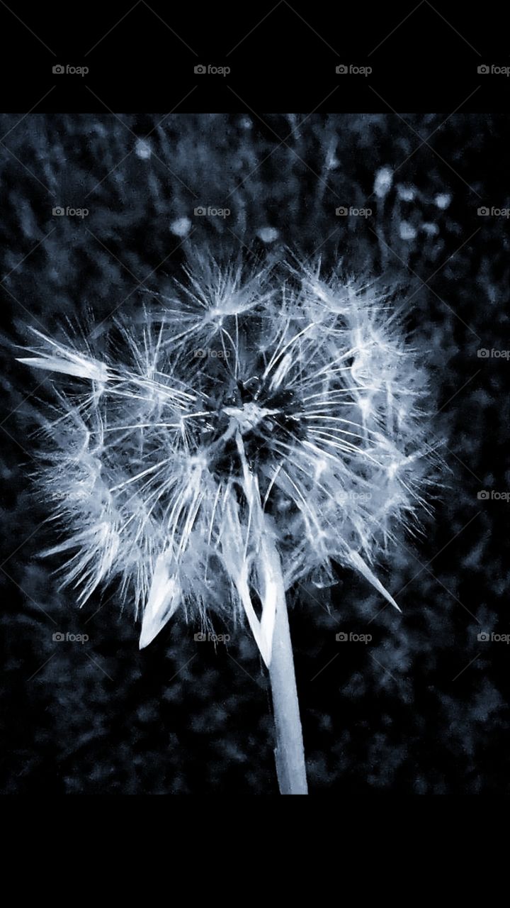 Dandelion in black and white