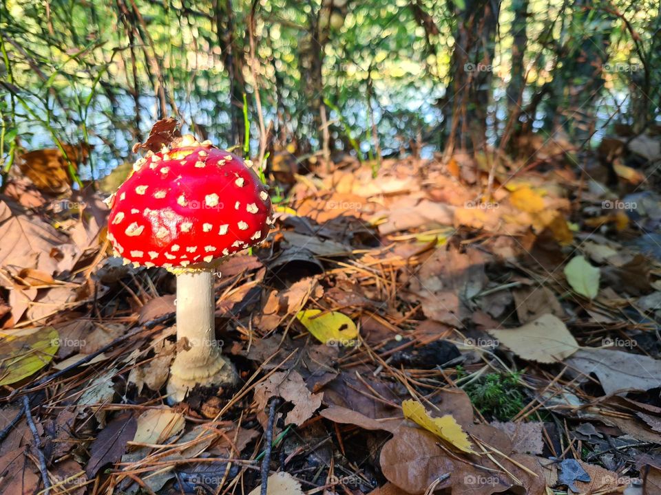 Fly agaric