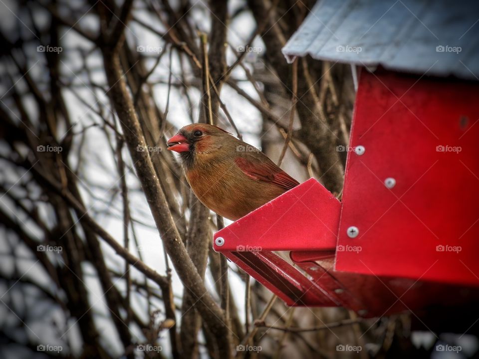 My yard female Cardinal