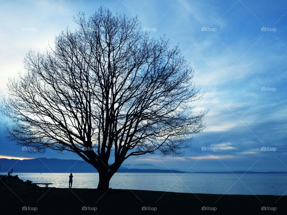 Winter tree silhouette 