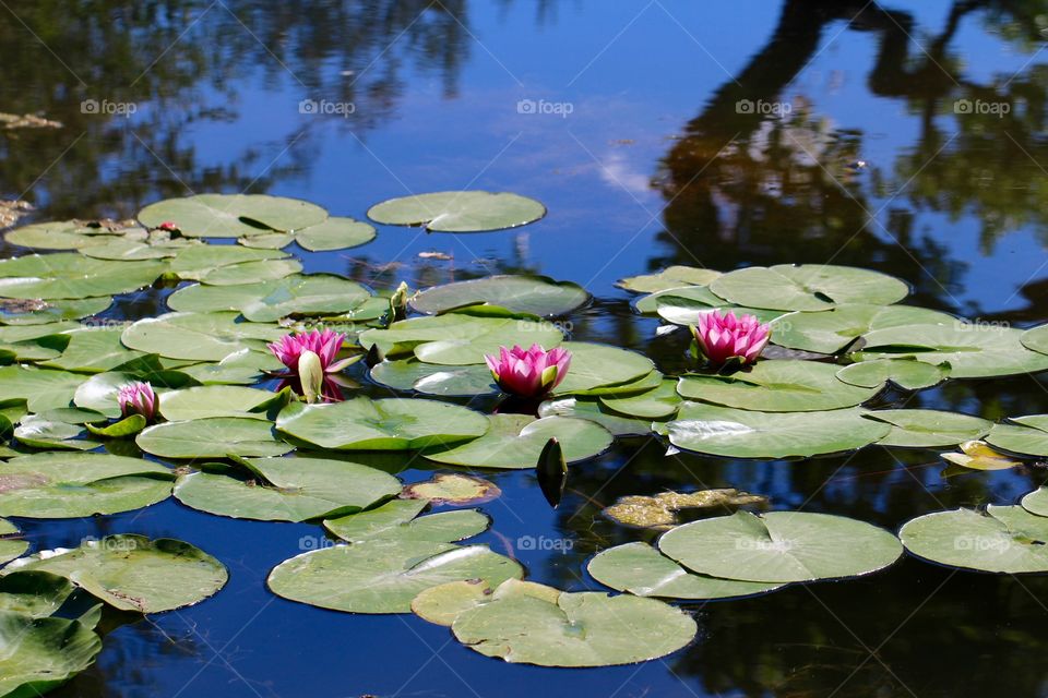 A Quad of Water Lilies 
