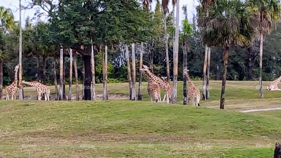 Giraffes