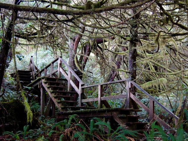 Magical forest Vancouver Island