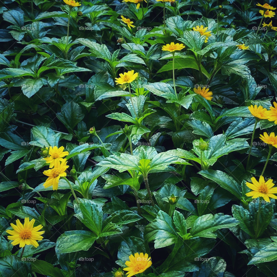Trailing daisy ground cover with small yellow flowers
