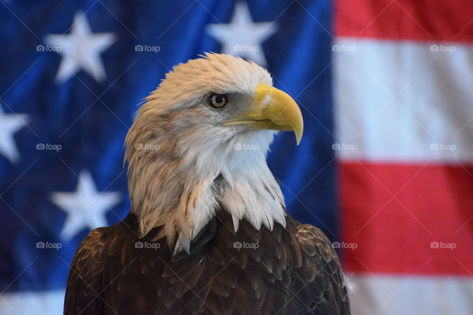 Bald eagle regal 