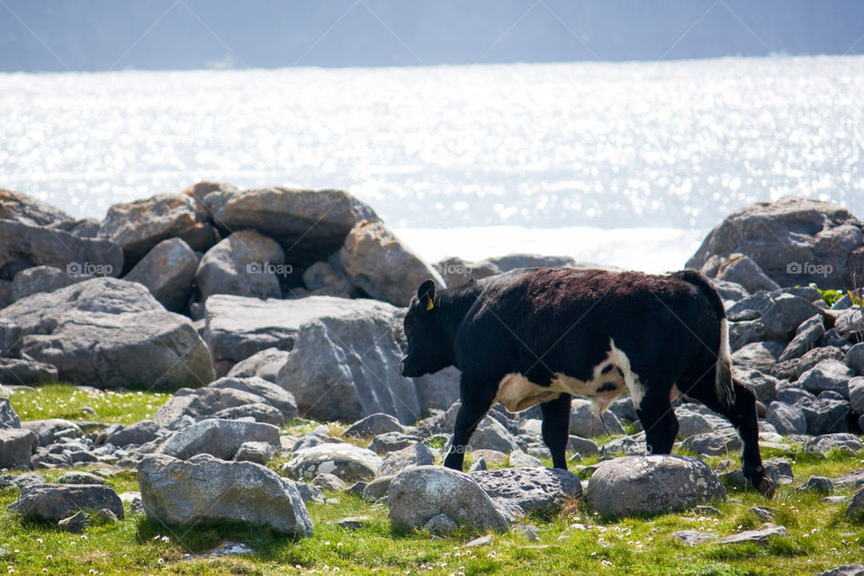 Calf walking on grass and rocks