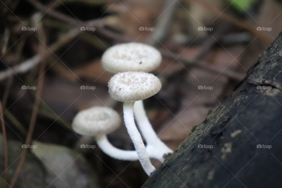 forest mushroom