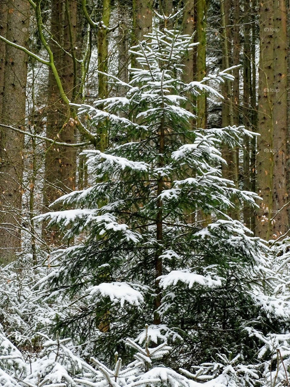 Schwarzwald in Winter