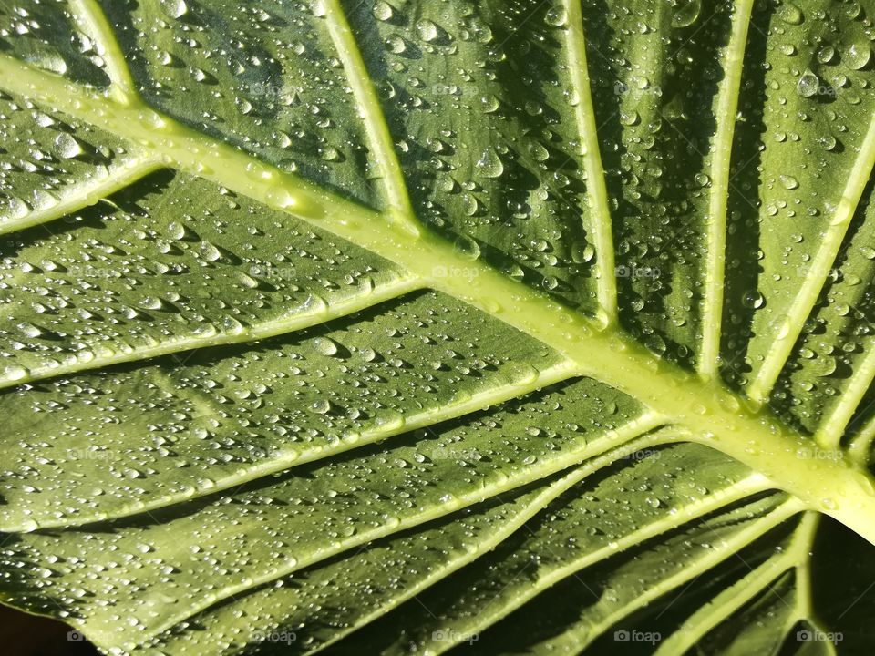 Green leaf