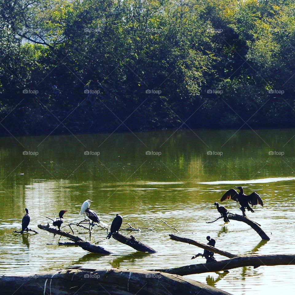 lake of birds