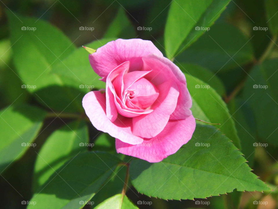 pink rose blooming