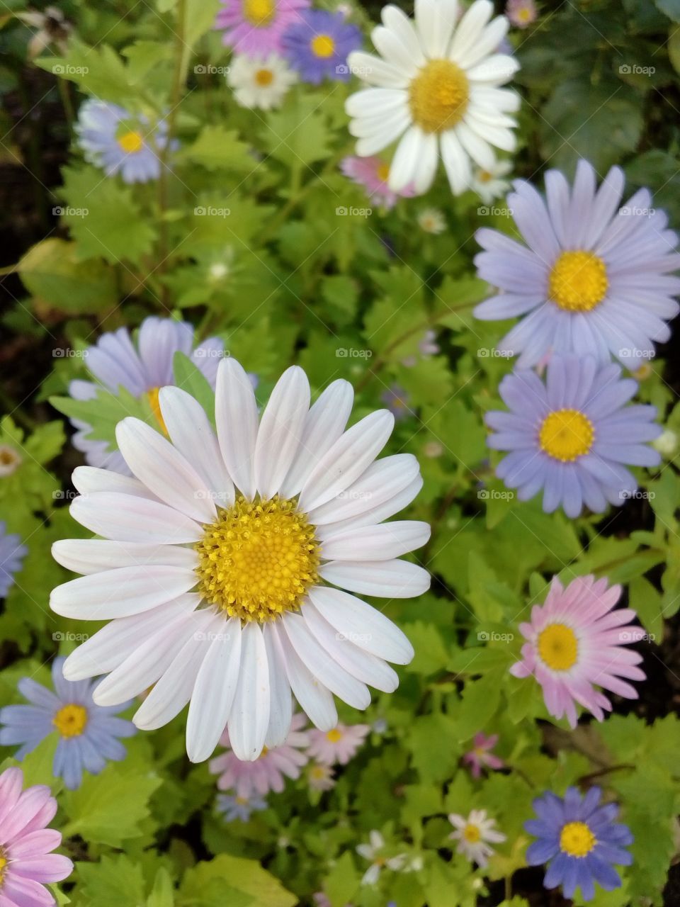 Colorful flowers in the garden