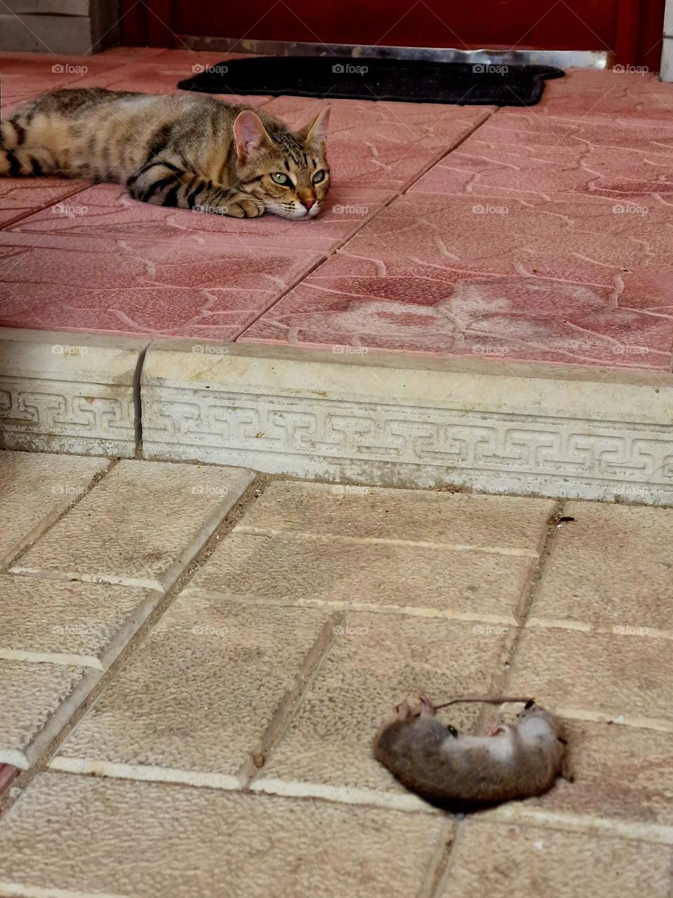 the cat and its prey, the mouse