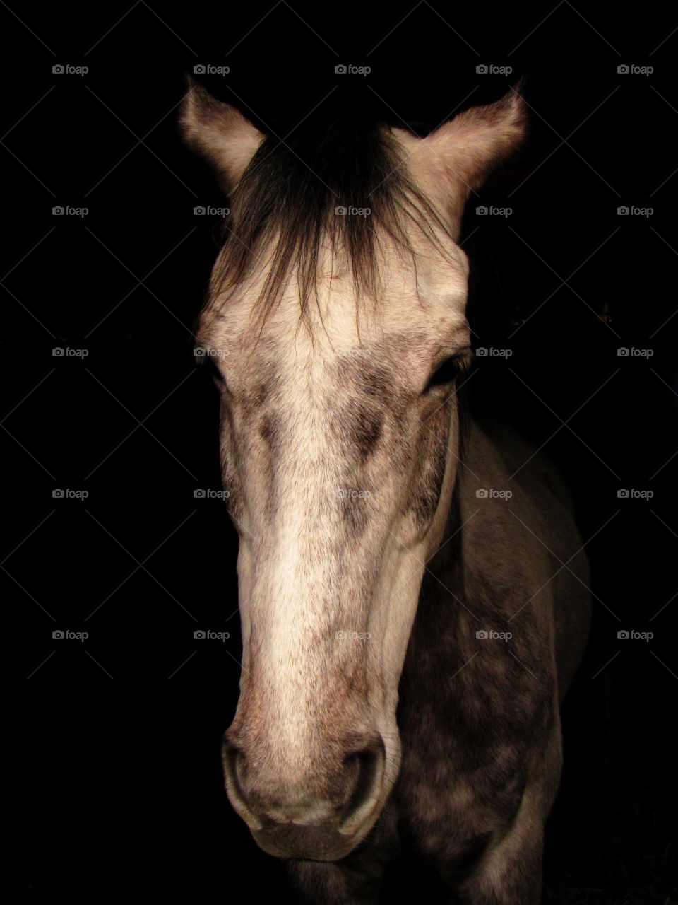 horse portrait