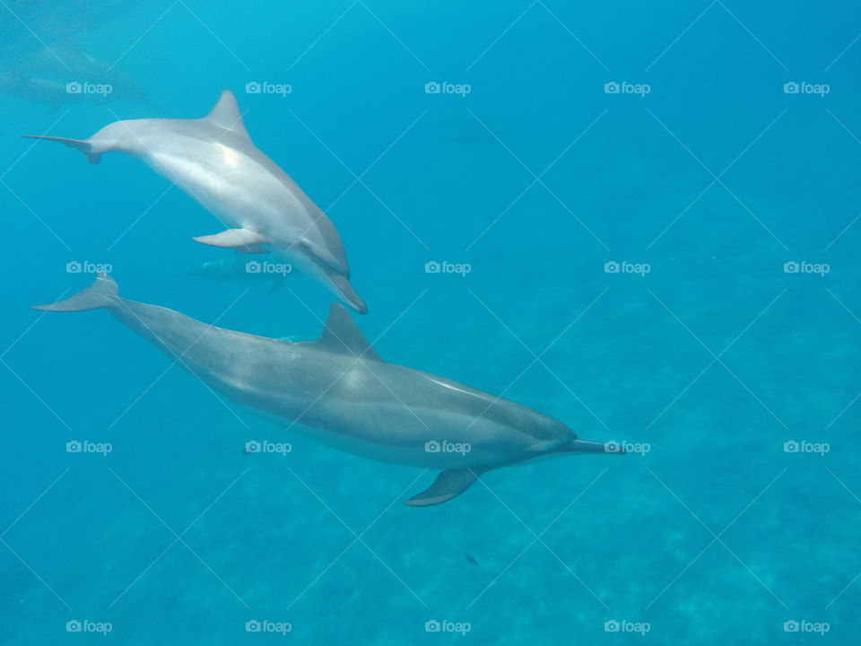 Spinner Dolphins
