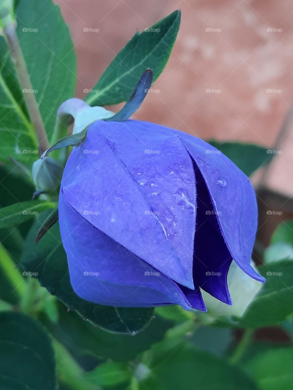 opening blue platycodon flower