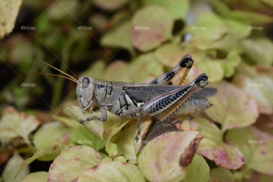 grasshopper eating