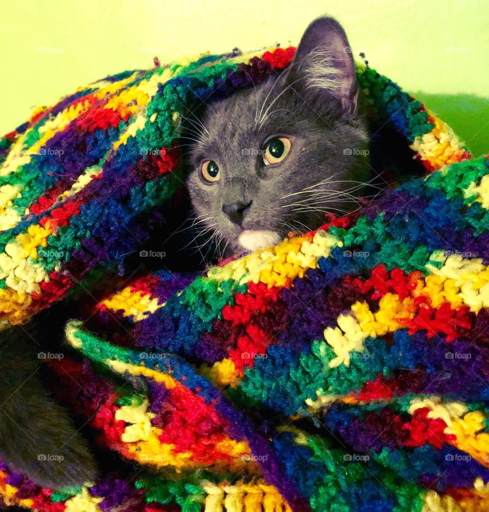 Cat Under Blanket