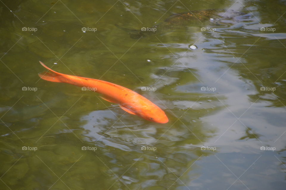 Japanese Koi Carper