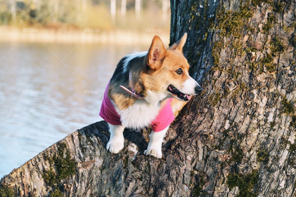 Corgi with a t-shirt