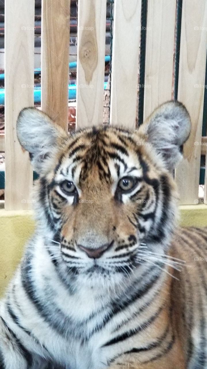 tiger Cub