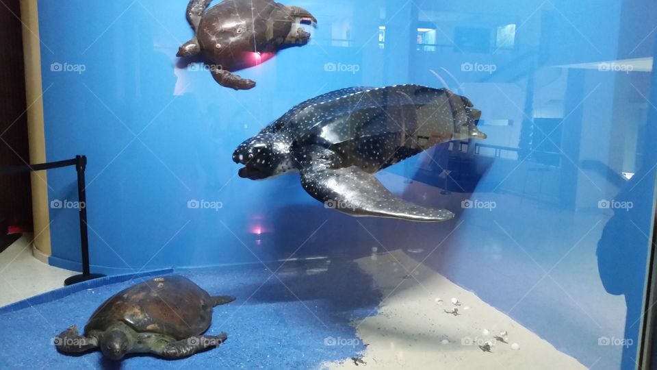 Tortuga de agua