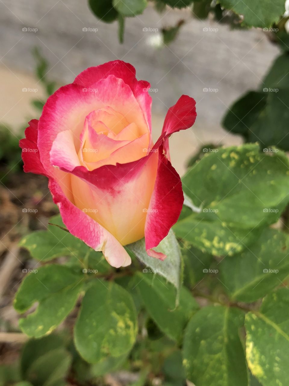 Budding vibrant rose