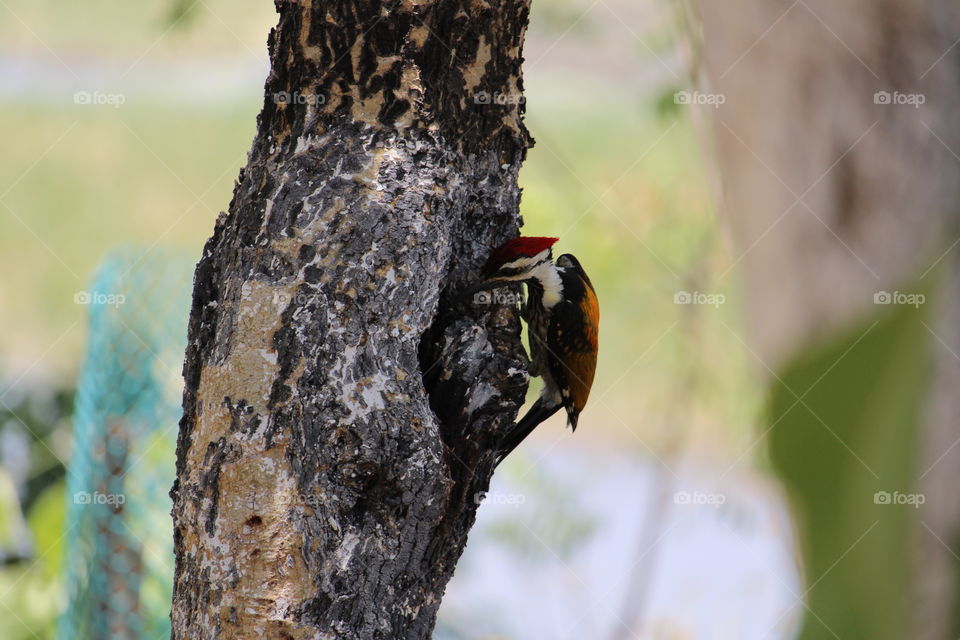 Black-rumped Flameback