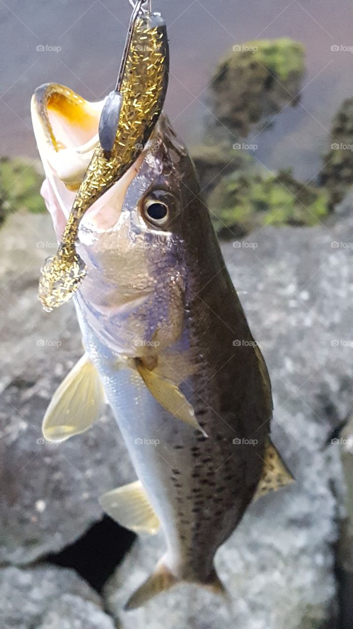 Spotted Trout