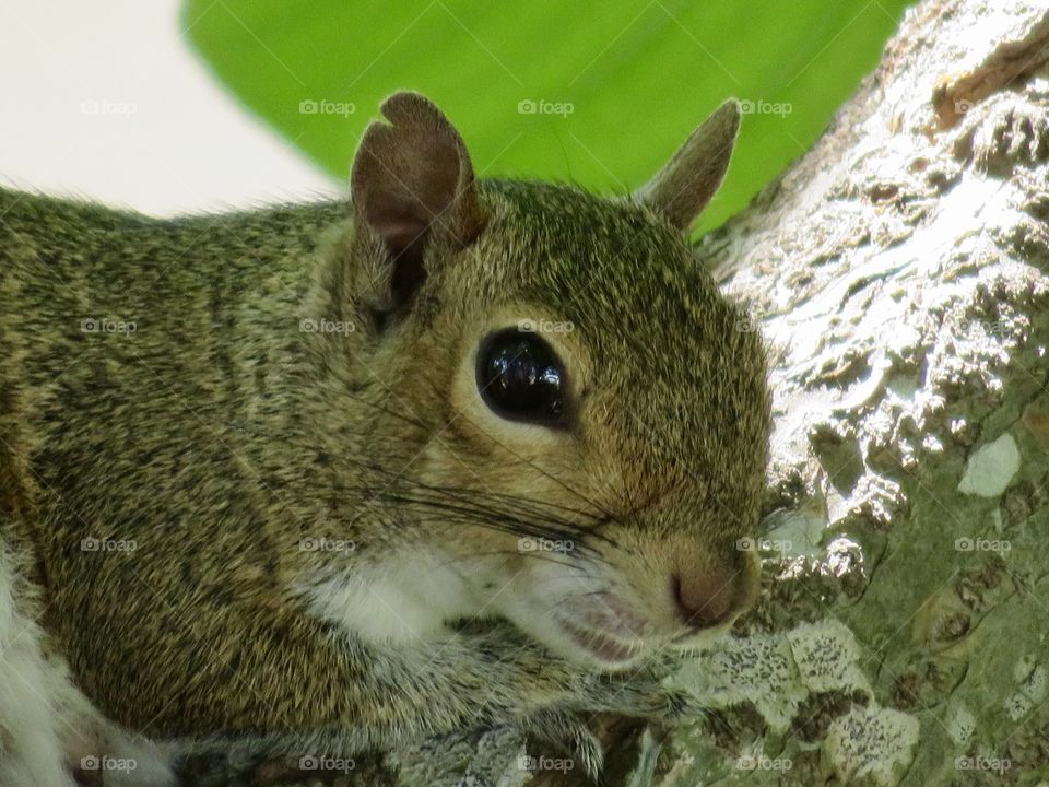 Here's Looking at You, Squirrel