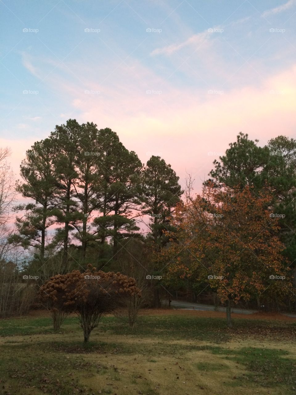 Tree, No Person, Landscape, Outdoors, Nature