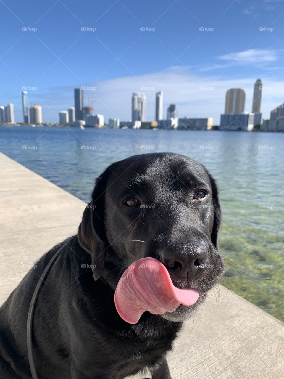 Funny dog vacation Florida 