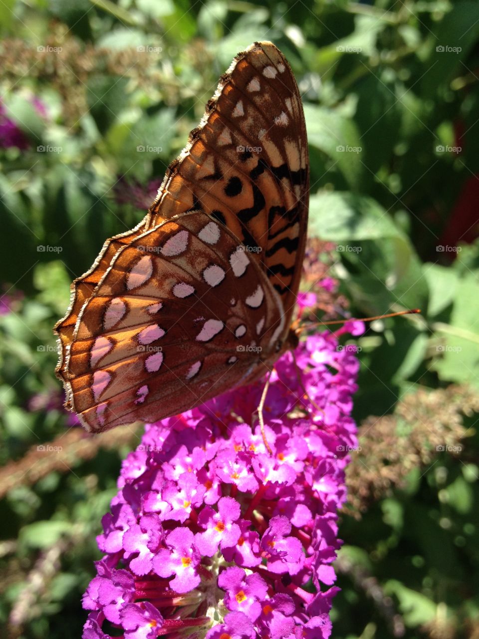 Butterfly bush. Summer beauty 