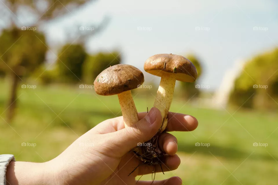 Brown Mushroom 