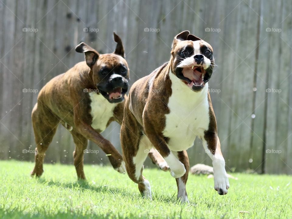 The boxer chase