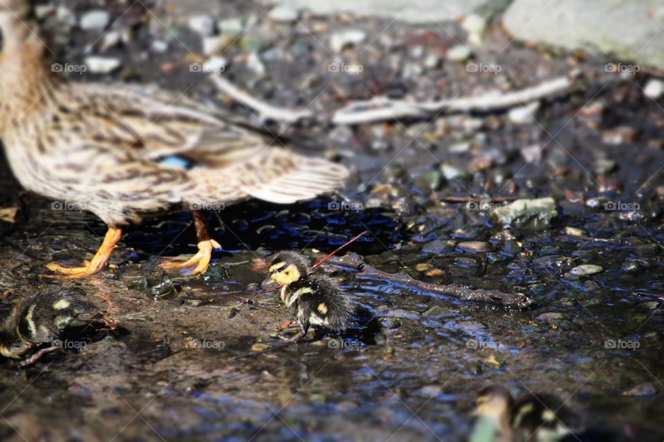 Bird, Nature, Wildlife, Duck, Animal