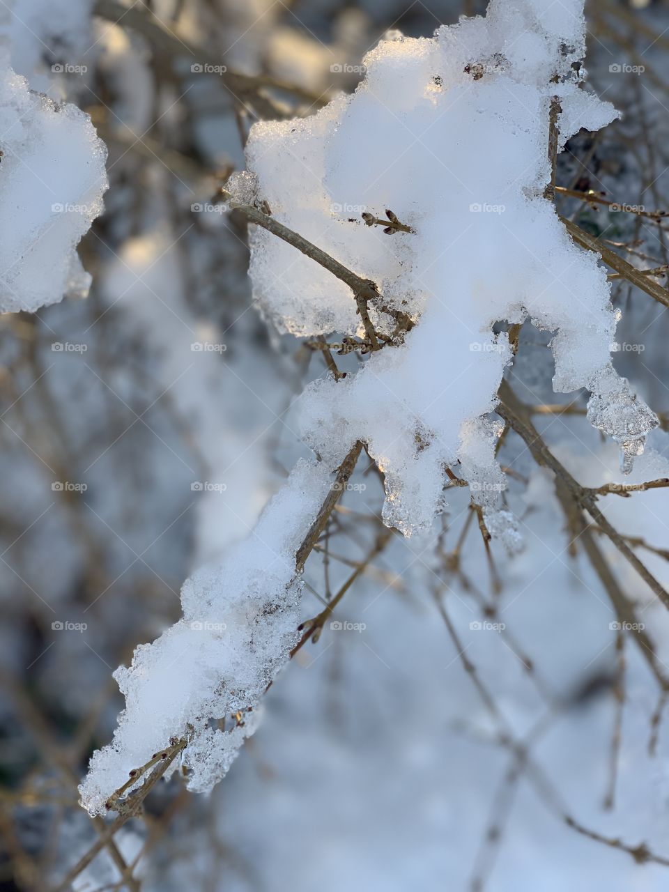Icy branches