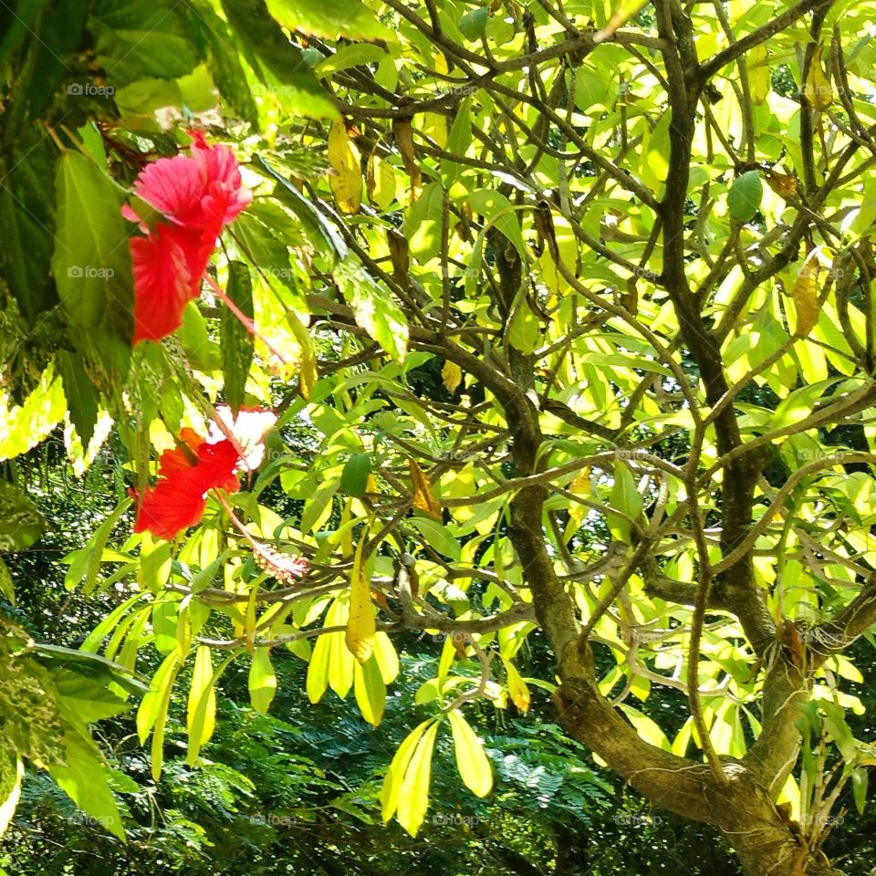 red Hibiscus and trees