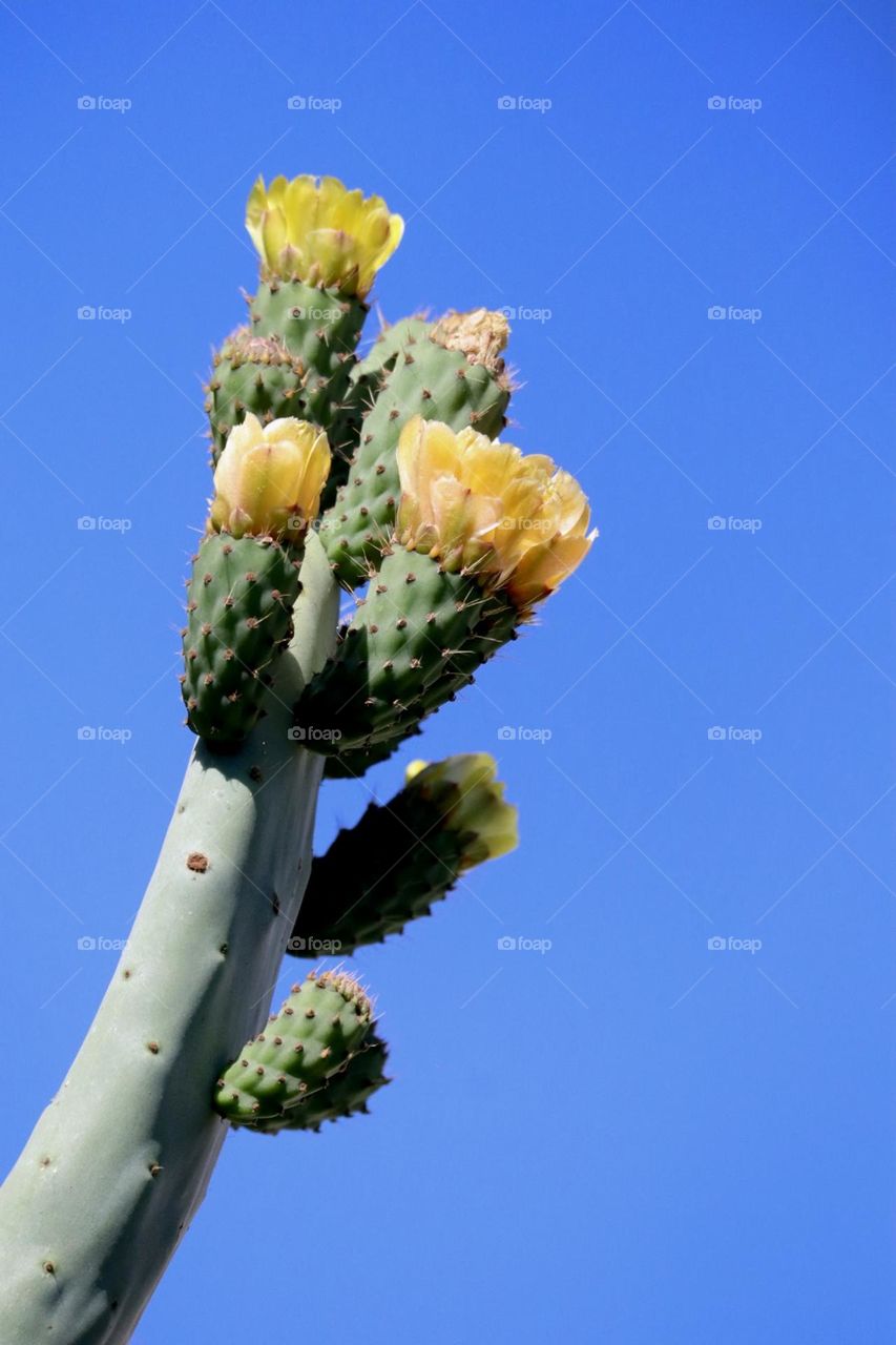 Cactus blossom 