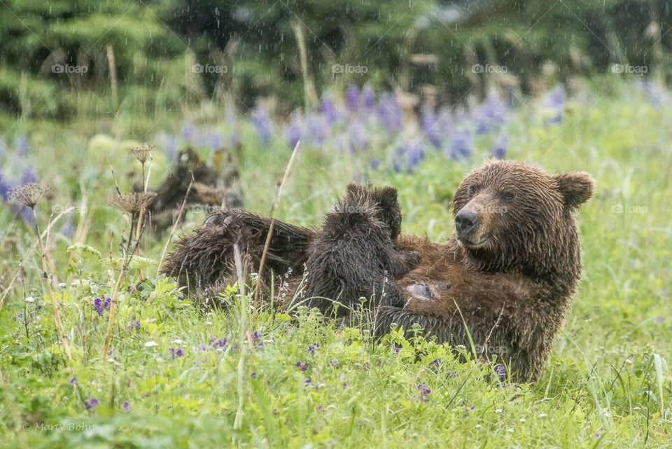 Bear cubs with mom in the rain
