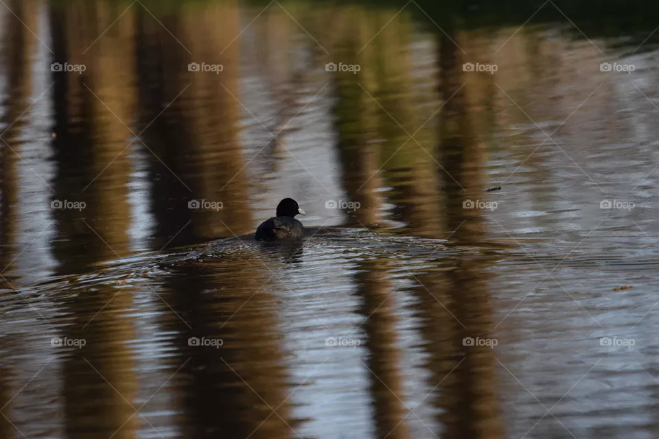 Schwimmendes Blässhuhn
