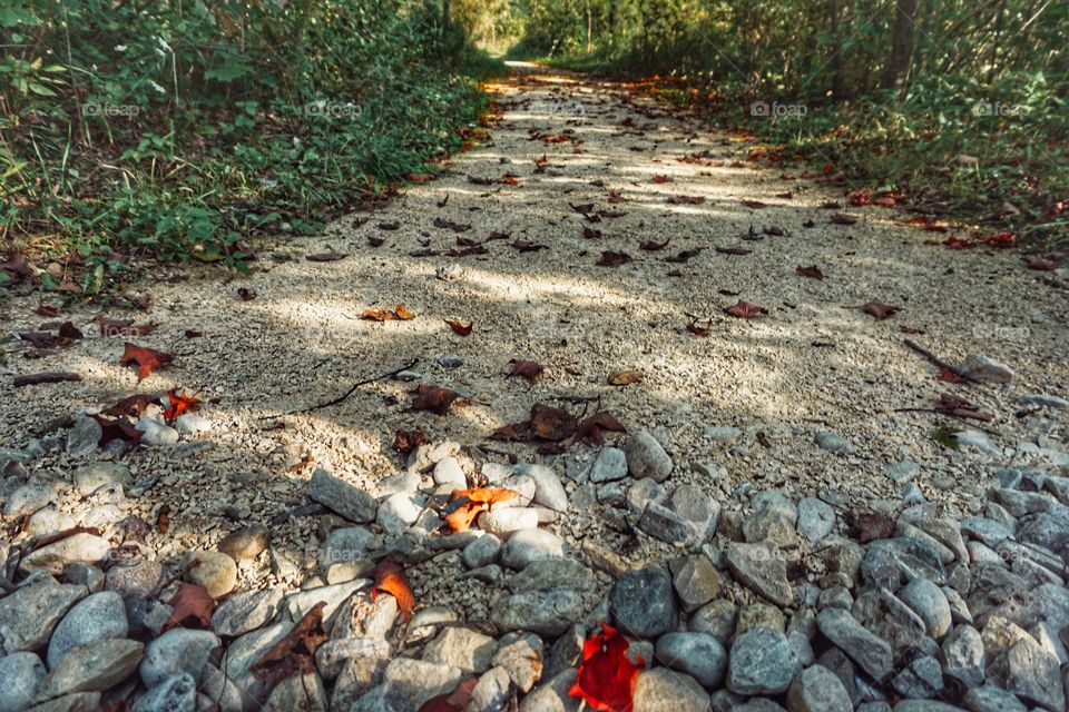 Red Leaves