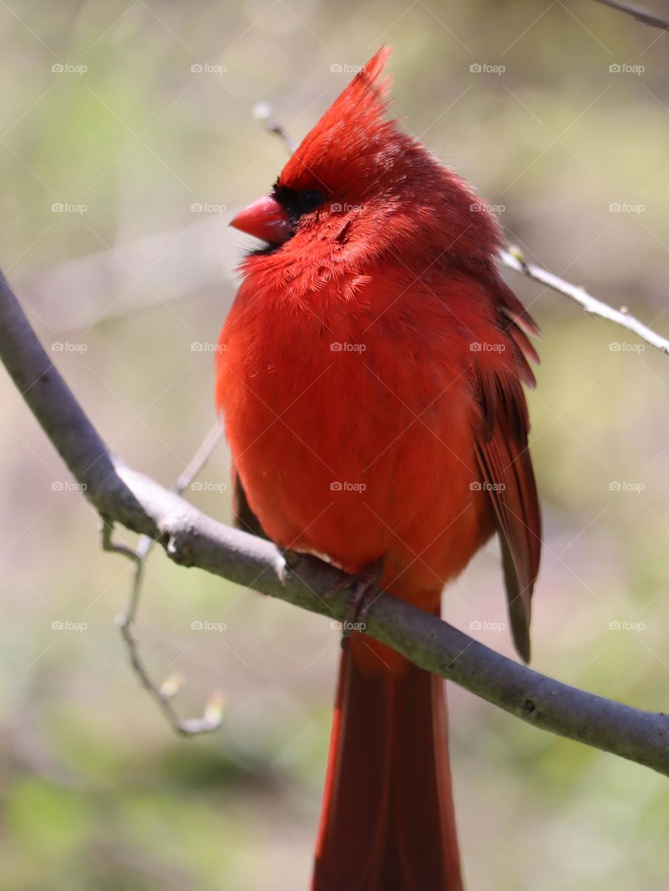 Gorgeous red cardinal